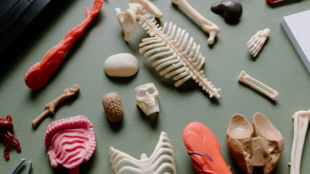 An array of educational anatomy models, focusing on human body parts arranged on a green surface.