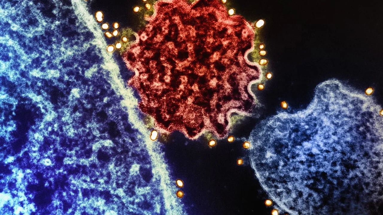 a close up of a red and blue cell