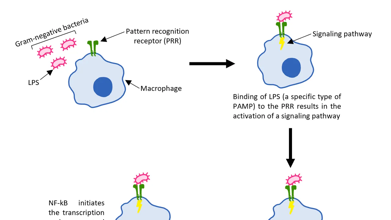 PAMPs and PRRs in the Innate Immune System
