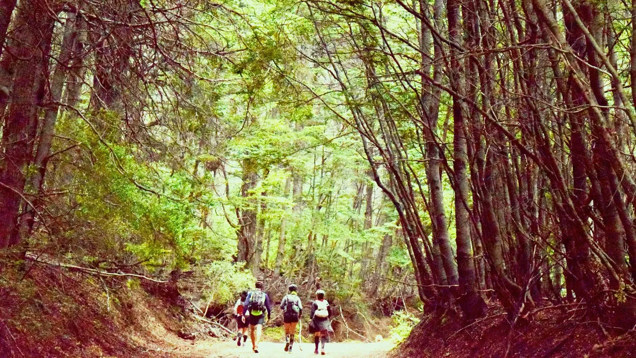 A group of adults hiking through a lush green forest, showcasing nature and adventure.